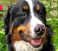 enzo
