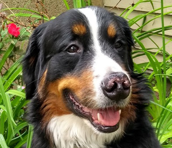 enzo