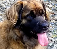 samson