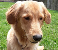 samson