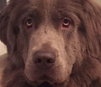 samson