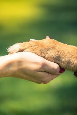 paw hand bond